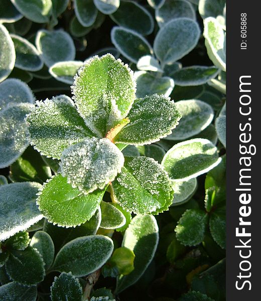 Frosty leaves