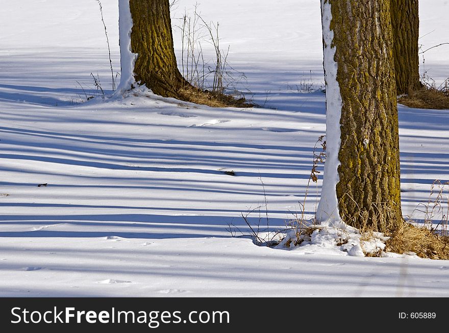 Tree shadows on snow