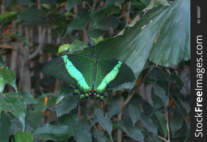 Green butterfly on a plant