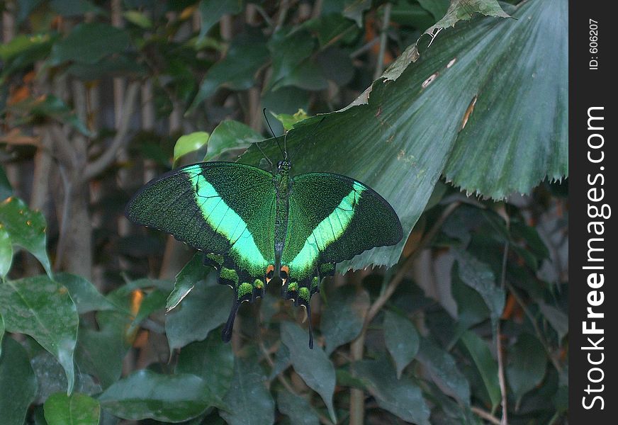 Green Butterfly