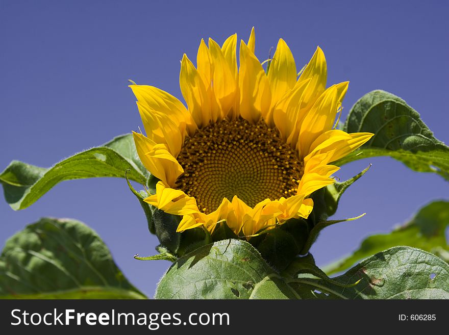 A sunflower set against a blue sky