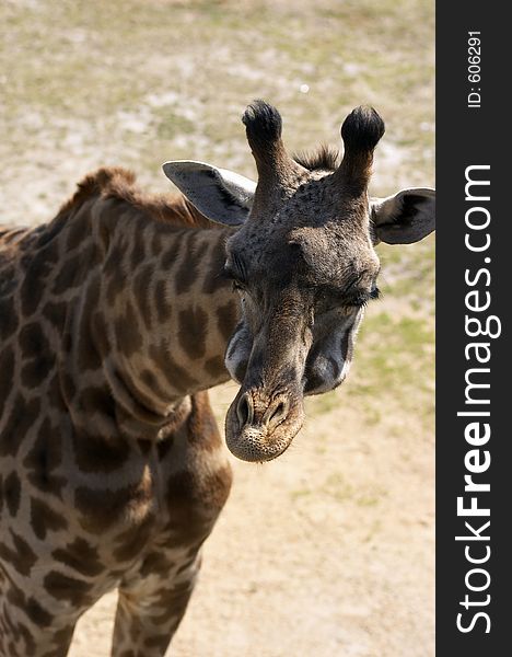 Giraffe