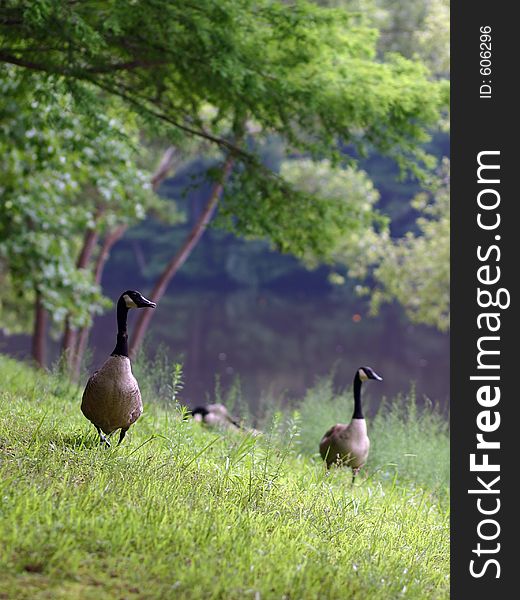 Canadian geese