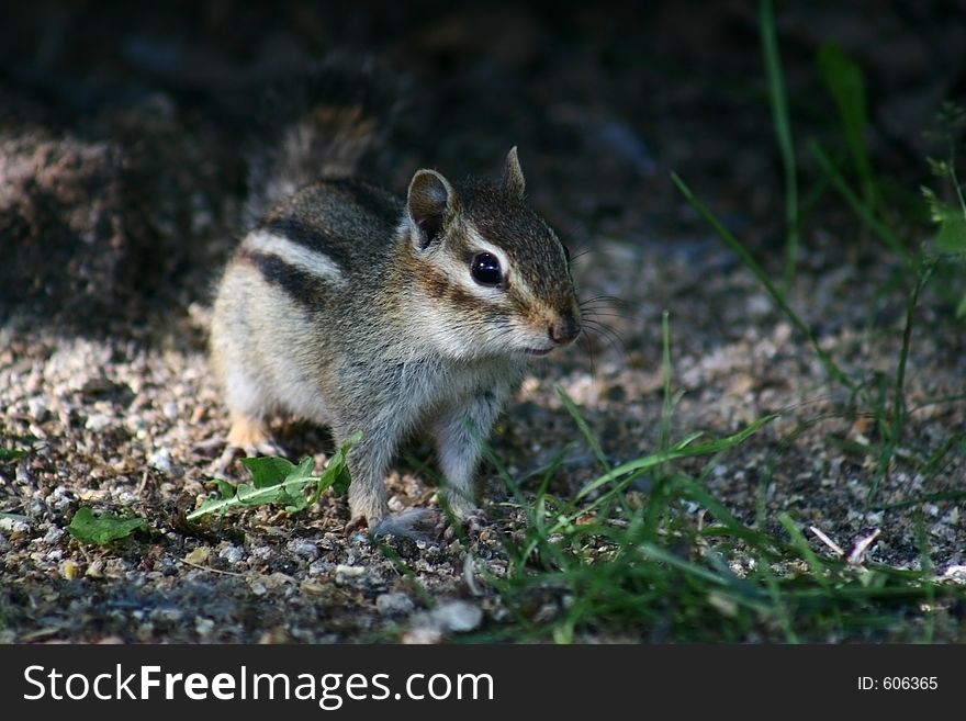 A chipmunk