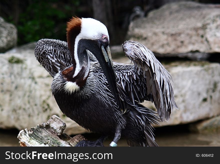 A brown pelican cleaning its' feathers