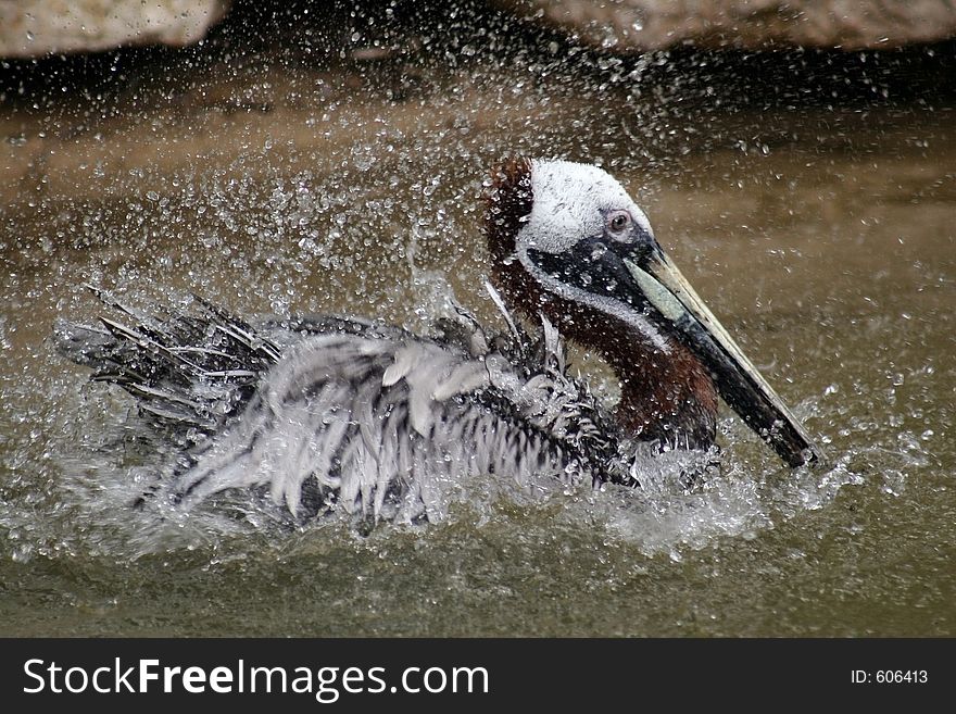 A brown pelican splashing in the water