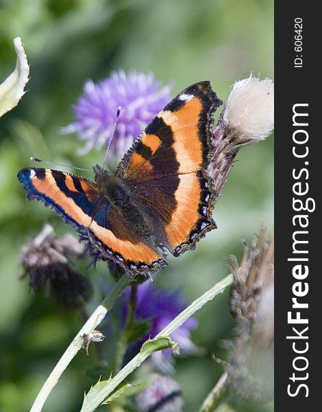 A butterfly on a flower