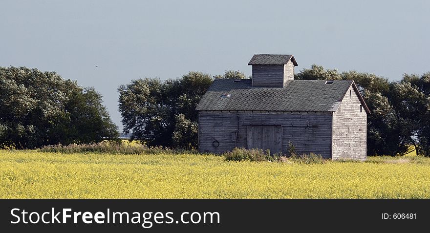 And old building in a canola field