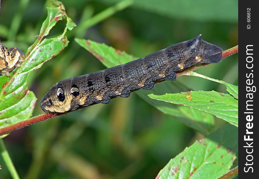 Caterpillar of butterfly Deilephila elpenor on Chamaenerion angustifolium.