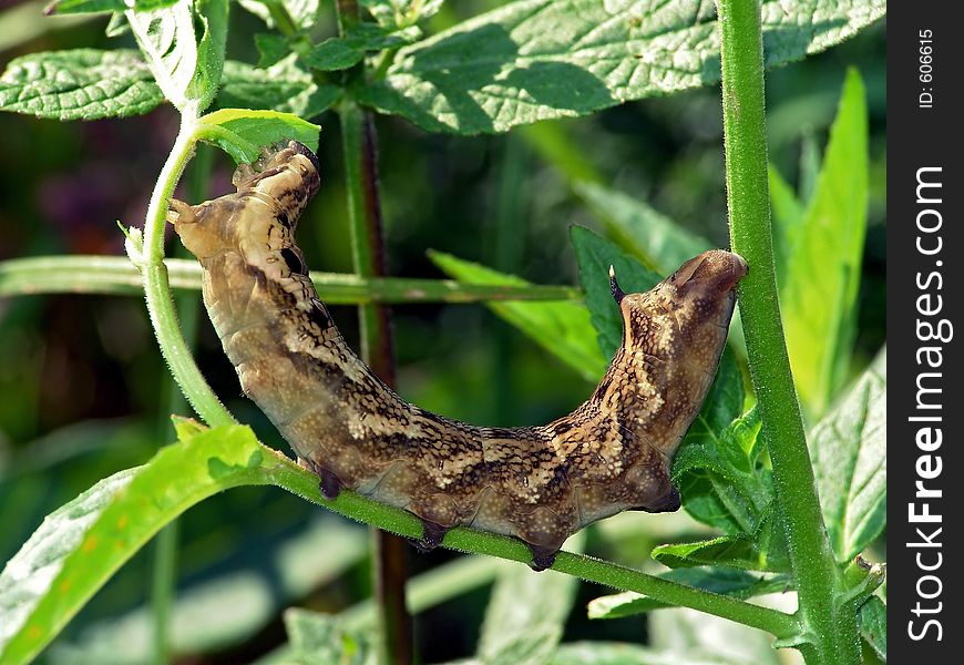 Caterpillar Of Butterfly Deilephila Elpenor.