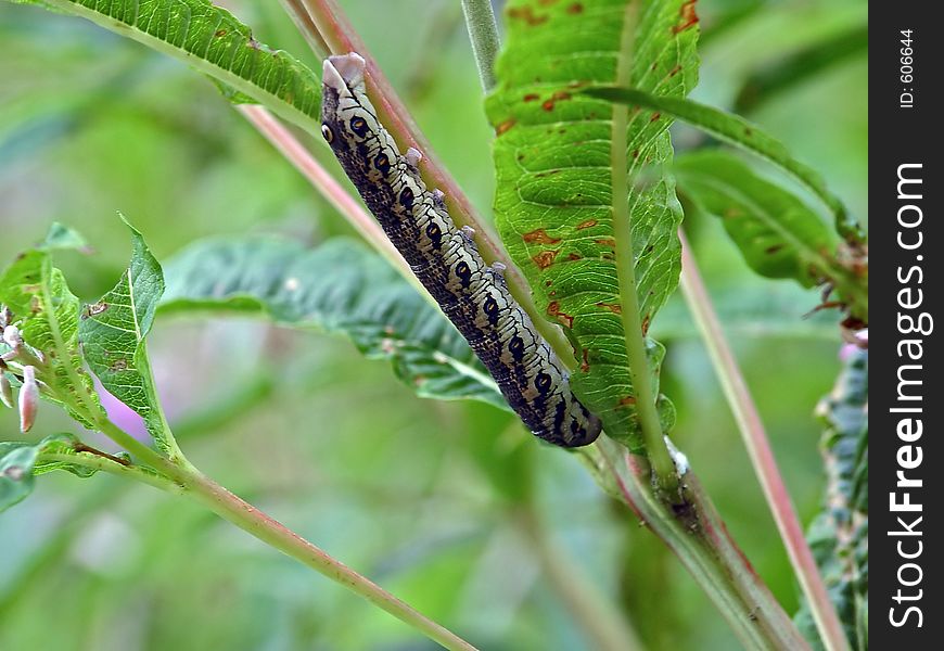 Caterpillar Of The Butterfly Of Family Sphingidae On Chamaenerion Angustifolium.