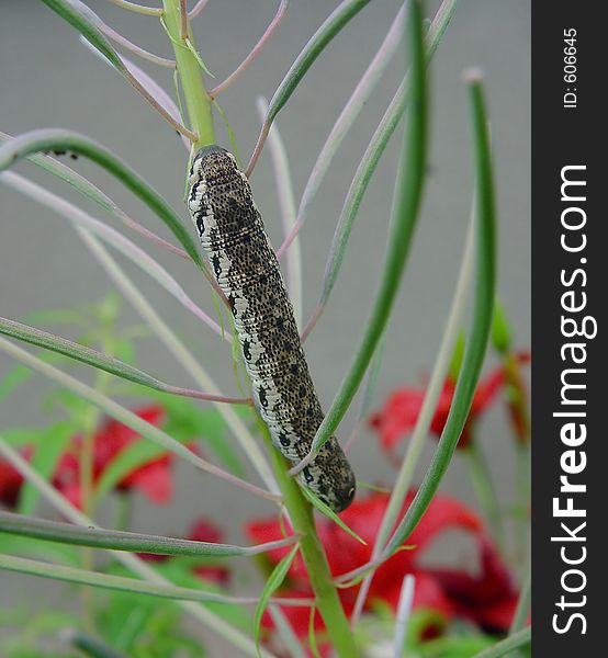 Caterpillar Of The Butterfly Of Family Sphingidae On Chamaenerion Angustifolium.