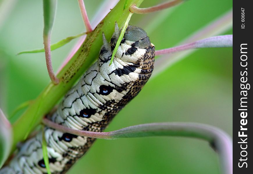 Caterpillar Of The Butterfly Of Family Sphingidae On Chamaenerion Angustifolium.