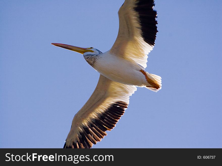 A pelican in flight. A pelican in flight