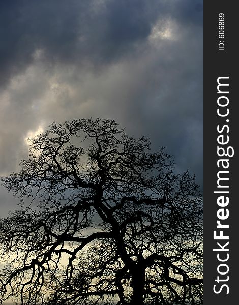 Colorful sunset and large oak tree. Colorful sunset and large oak tree.