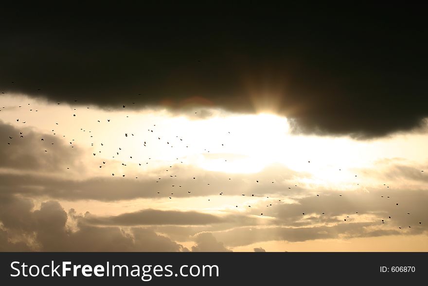 Flock of birds flying in front of the sun and clouds. Flock of birds flying in front of the sun and clouds.