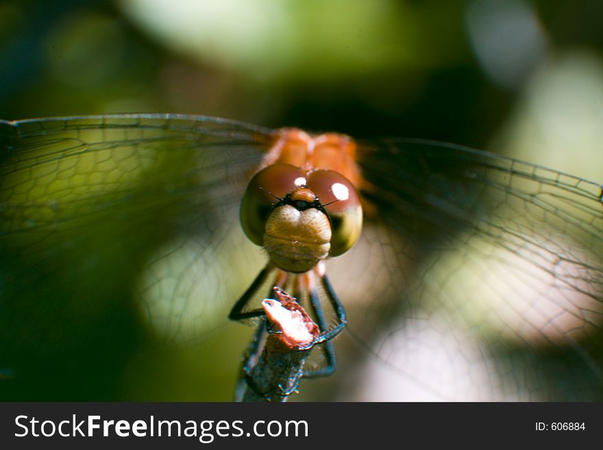 A damselfly sitting on a branch