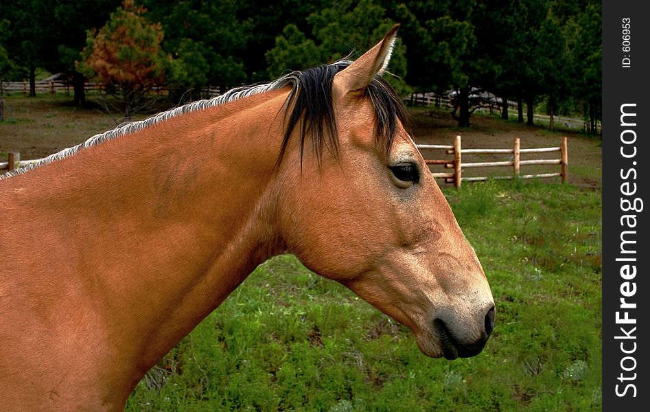 Portrait of a horse. Portrait of a horse