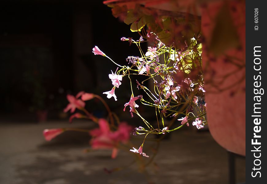 Flowers and sunshine at santibanez de la isla (leon)