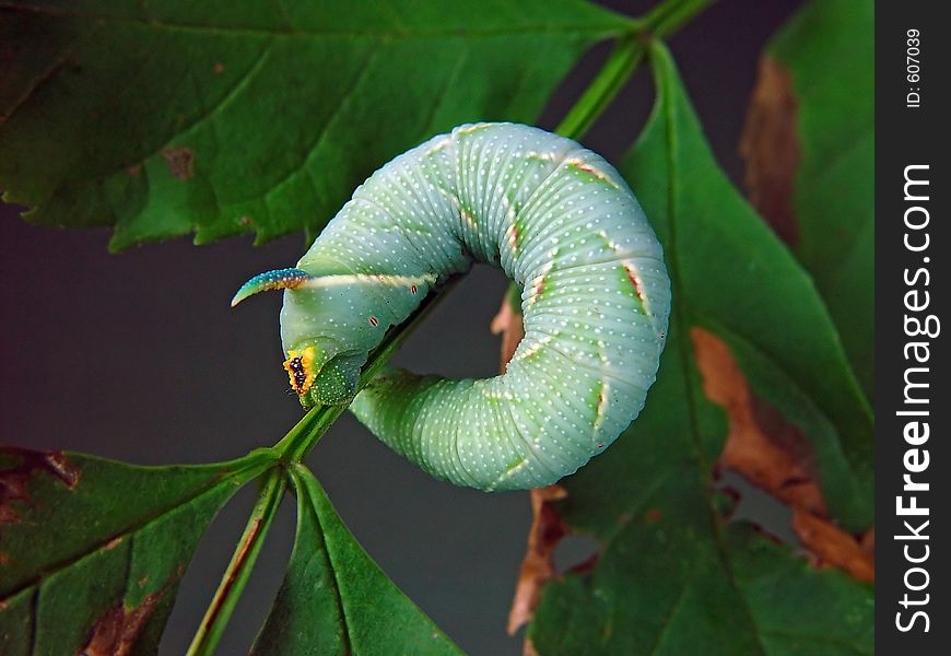 Гусеница бабочкиMimas tiliae семейства Sphingidae.. Длина тела около 55 мм. Фотография сделана в Московской области (Россия). Original date/time: 2002:07:14 19:12:13. Гусеница бабочкиMimas tiliae семейства Sphingidae.. Длина тела около 55 мм. Фотография сделана в Московской области (Россия). Original date/time: 2002:07:14 19:12:13.