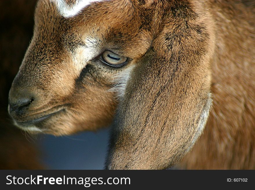 Nubian Goat Kid. Nubian Goat Kid