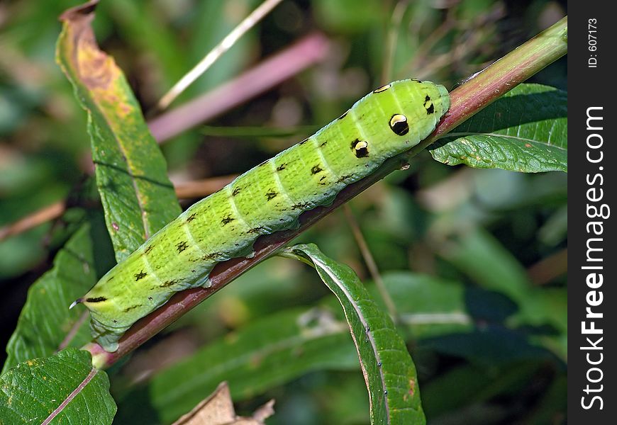 Caterpillar of butterfly Deilephila elpenor on Chamaenerion angustifolium.