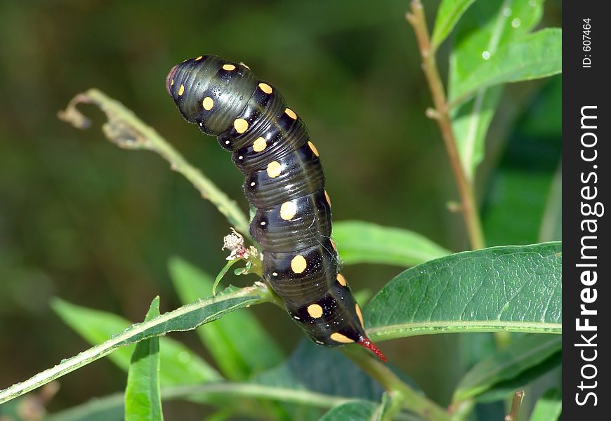 Caterpillar Of Butterfly Celerio Galii On Chamaenerion Angustifolium.