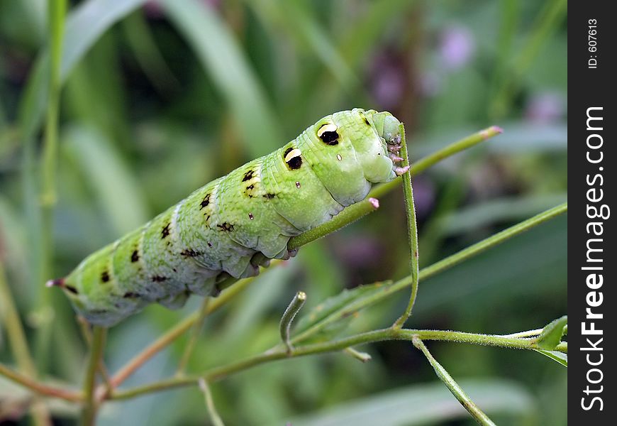 A caterpillar of butterfly Deilephila elpenor (the green form) families Sphingidae. Length of a body about 55 mm. The photo is made in Moscow areas (Russia). Original date/time: 2001:07:28 11:31:33. A caterpillar of butterfly Deilephila elpenor (the green form) families Sphingidae. Length of a body about 55 mm. The photo is made in Moscow areas (Russia). Original date/time: 2001:07:28 11:31:33.