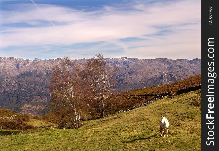 Spring landscape