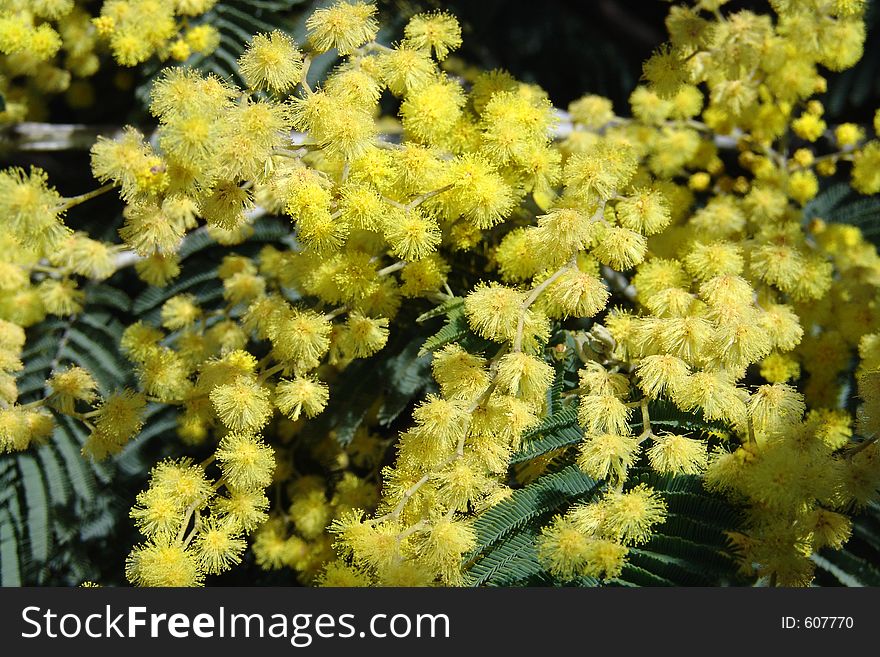 Yelow flowers. Yelow flowers