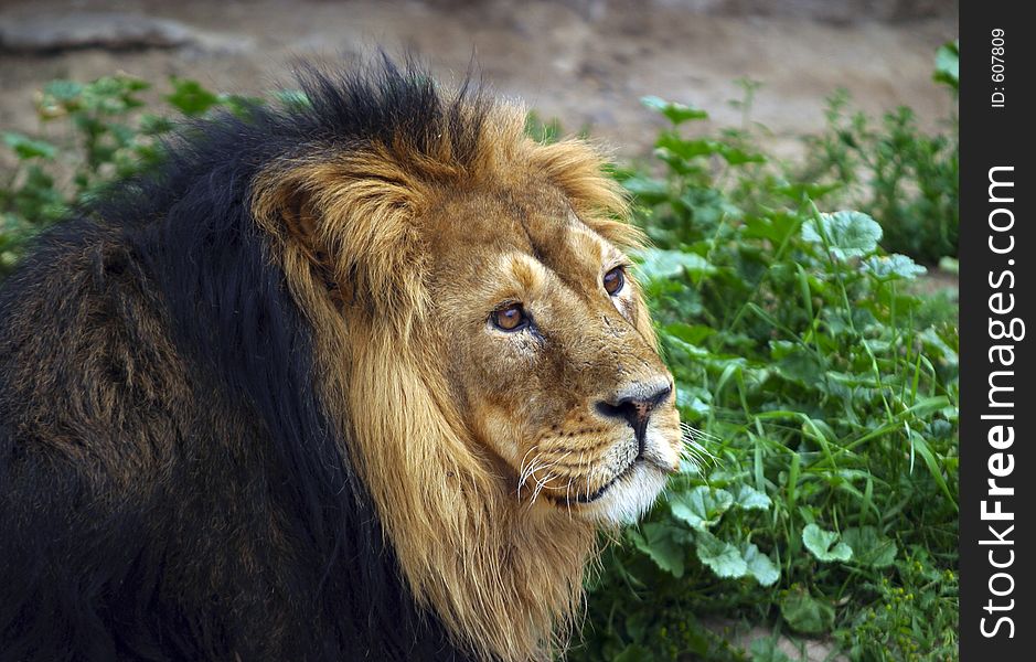 Illustration to magazine about animals. leo - lion, king of predators.