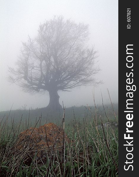 Fog's tree with stone. Fog's tree with stone