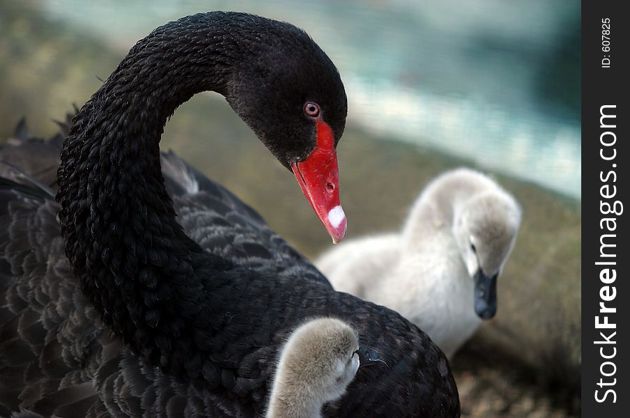Swan With Nestlings