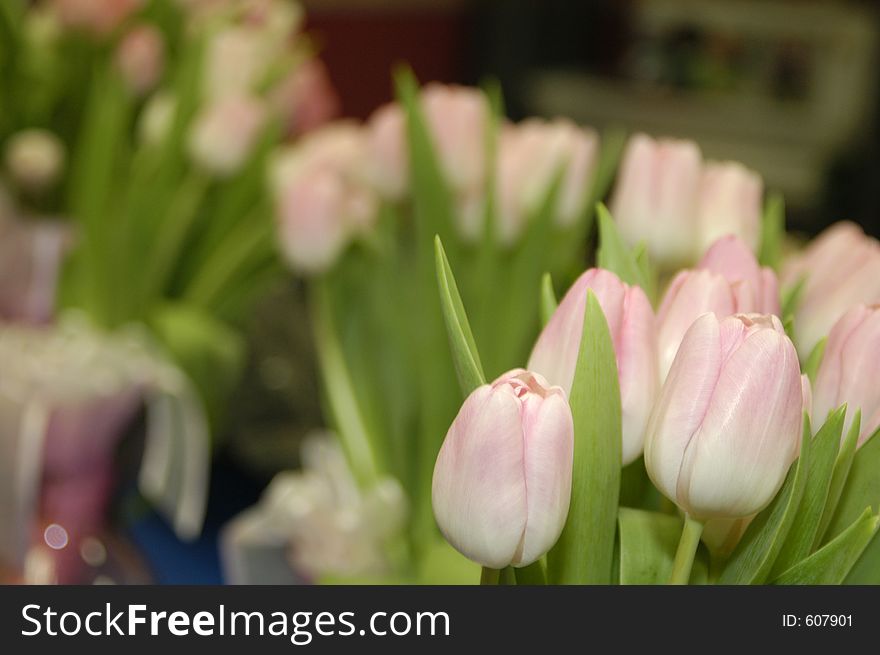 Bridal bouquets of pink tulips