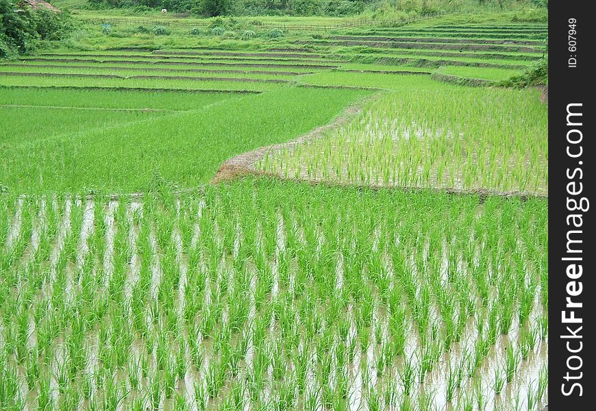 Asian lanscape - Rice plantation