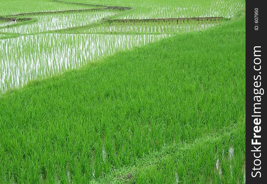 Rice plantation in Asia