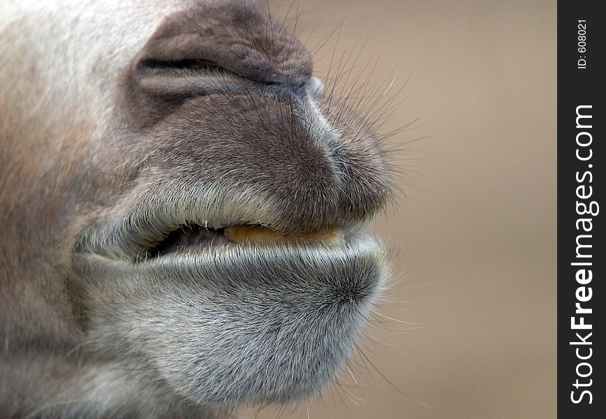 Muzzle of the camel on a beige background close up