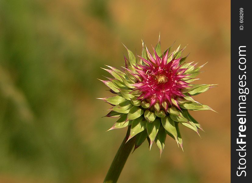 Red an green thorn, thistle, spike