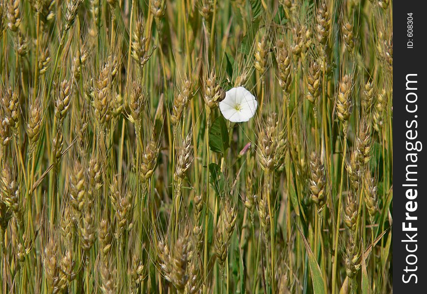 White flower on a wheat field in summer time