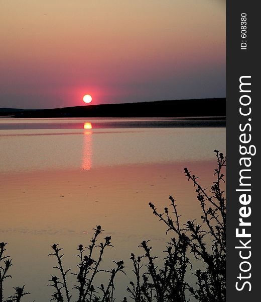 Sunset and thorns (thistle)