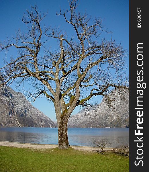 Tree. winter in koenigsee. germany, bayern.