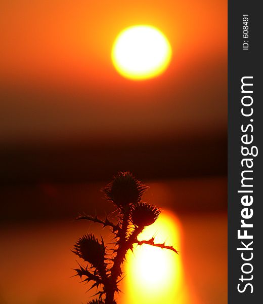 Sunset And Spikes