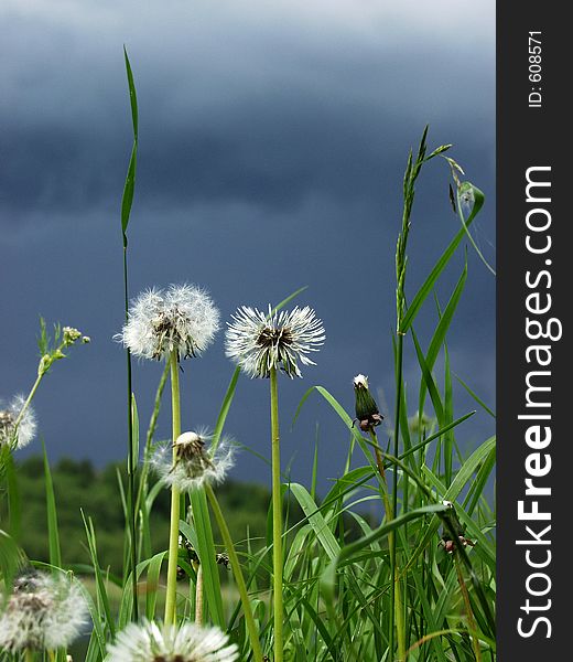 Wet dandelions