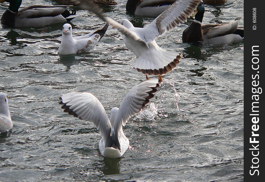 Sea-gulls