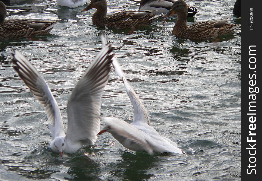 Take-off seagulls and duks swimmi. Take-off seagulls and duks swimmi