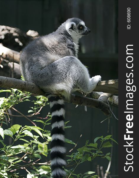 Ringtail lemur sitting on a branch