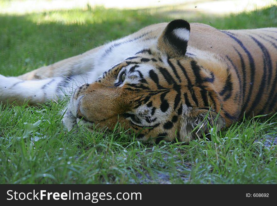 A bengal tiger laying down in the grass. A bengal tiger laying down in the grass