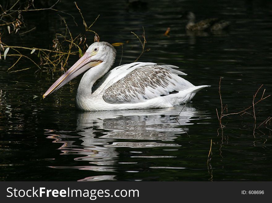 A pelican swimming in water