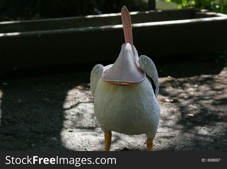 A pelican with an inverted lower beak