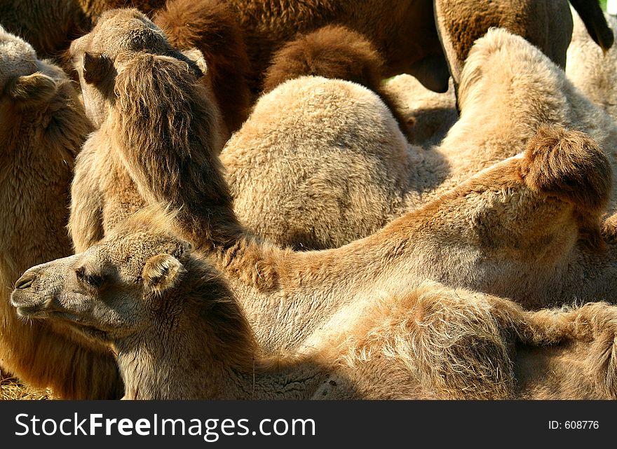 Camels relaxing in the evening sun. Camels relaxing in the evening sun